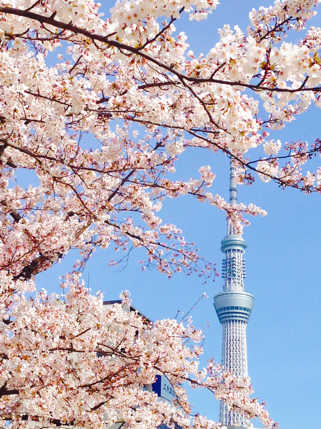 錦糸公園の桜